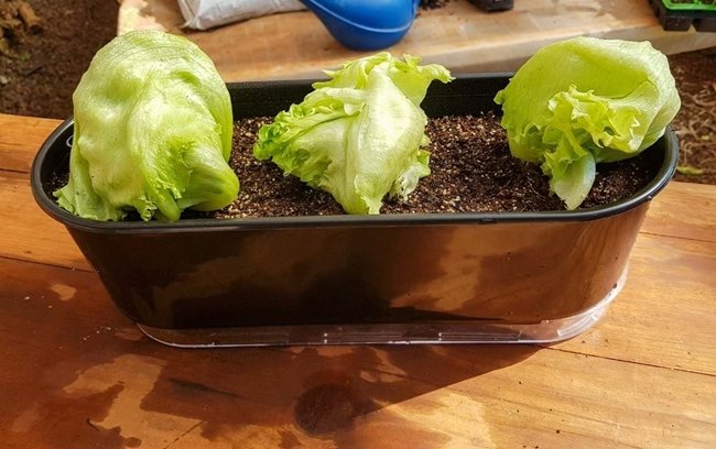 Como Plantar Alface em Casa